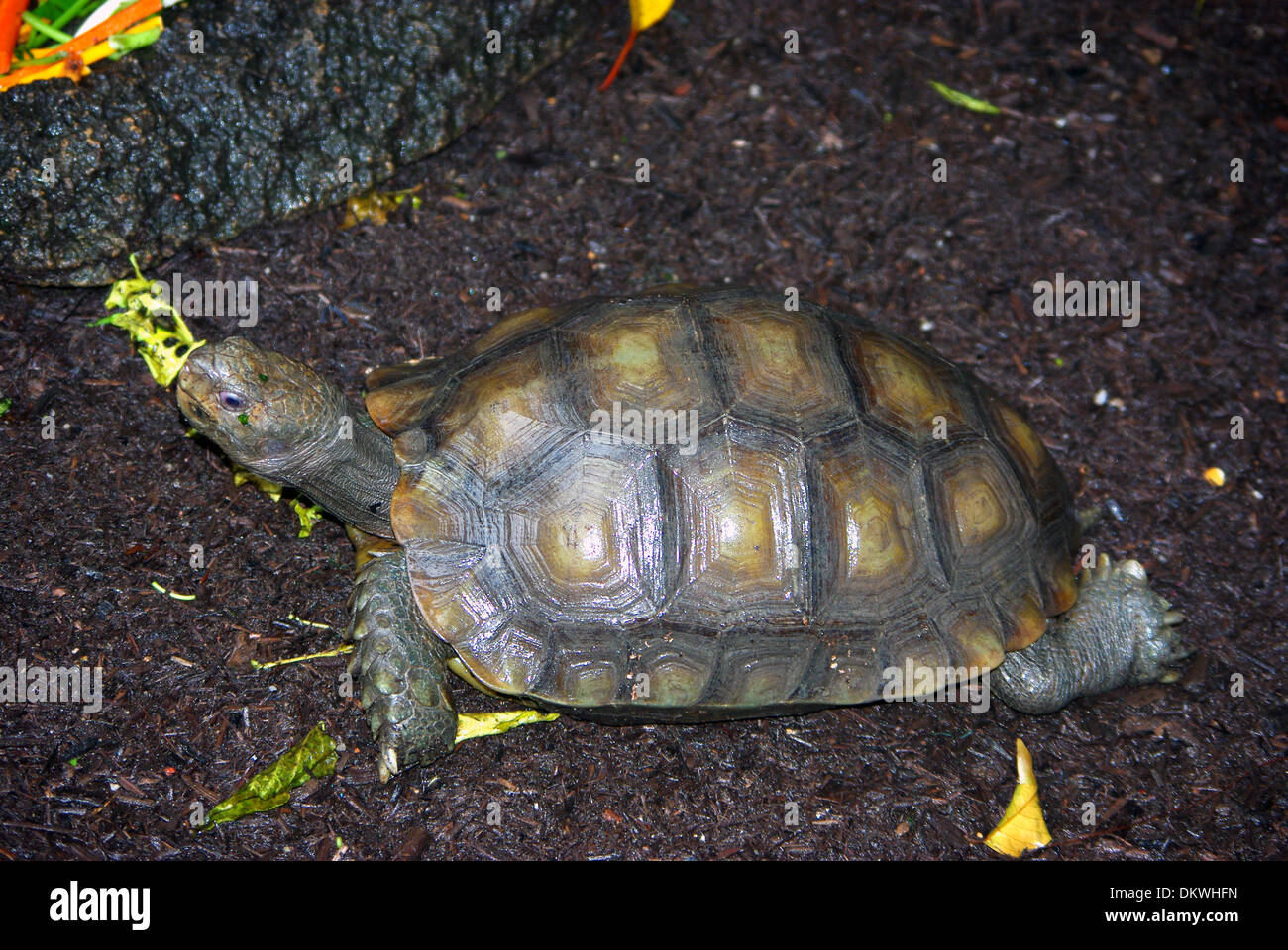 Asian forest tortoise (Manouria emys) Stock Photo