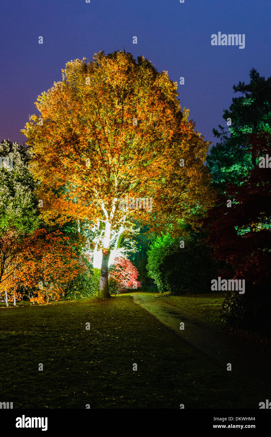 A tree at night illuminated by artificial light Stock Photo Alamy