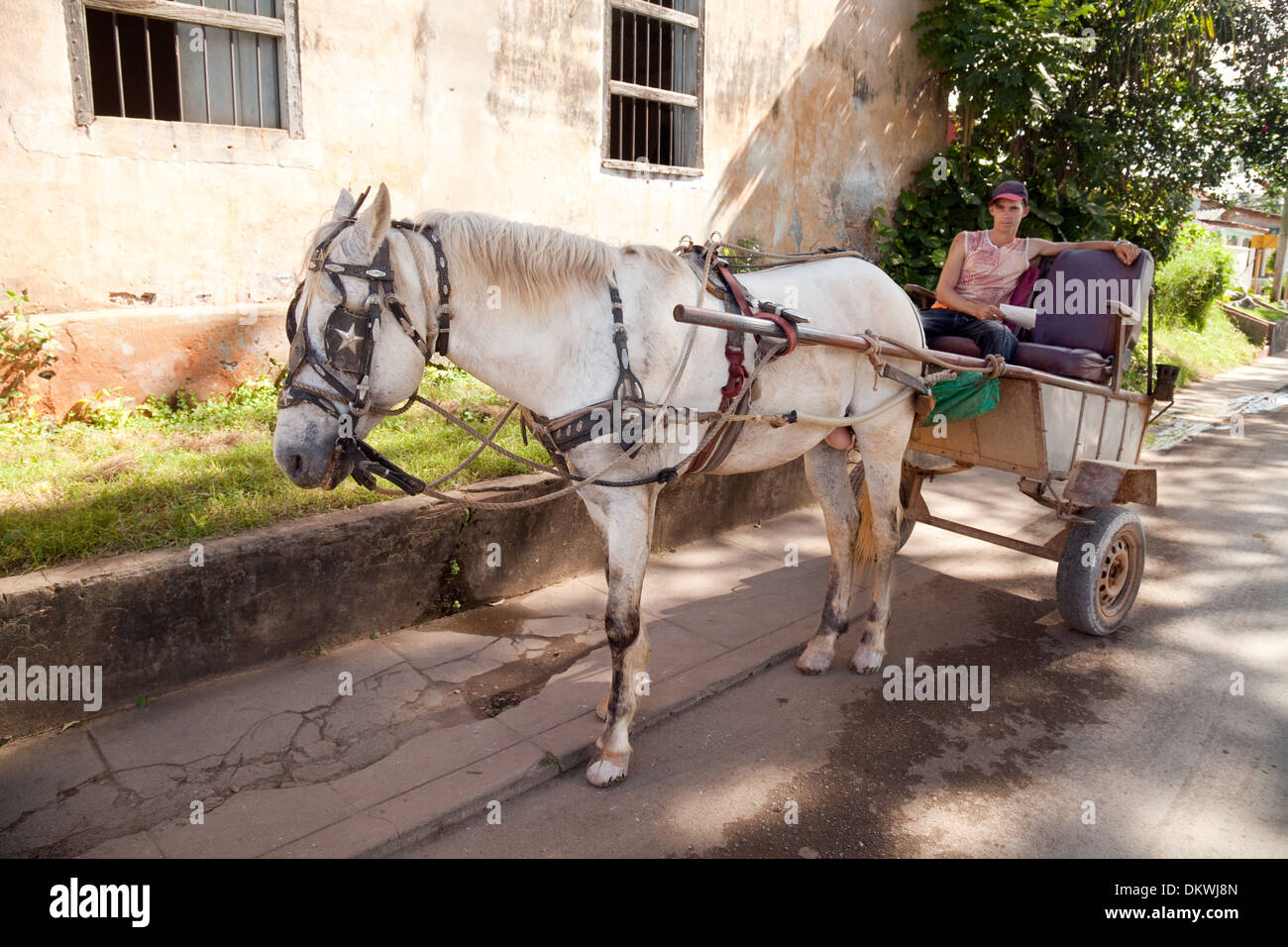 Horse and cart with local driver, Vinales town, Cuba, Caribbean Stock Photo