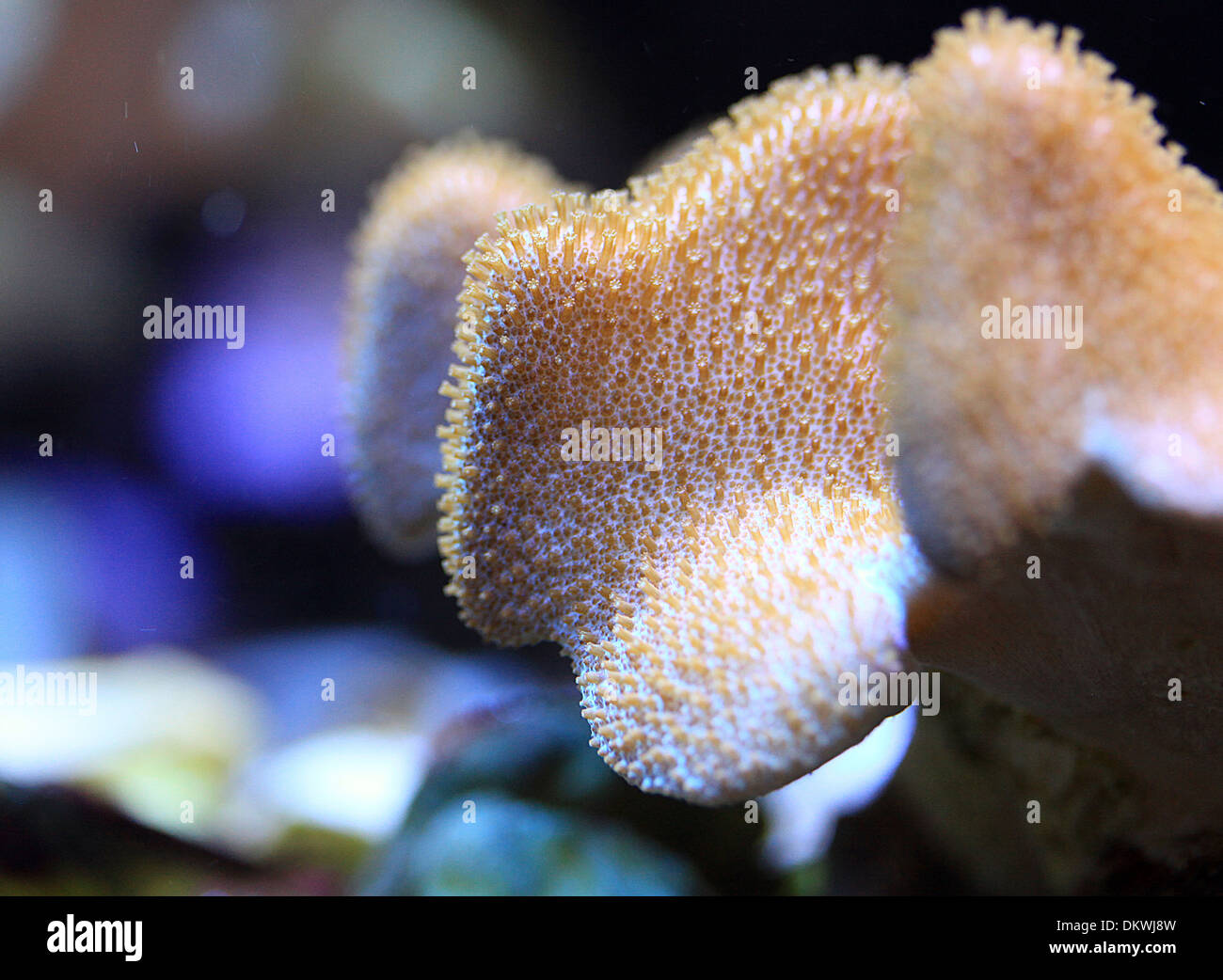 Leather Coral Stock Photo