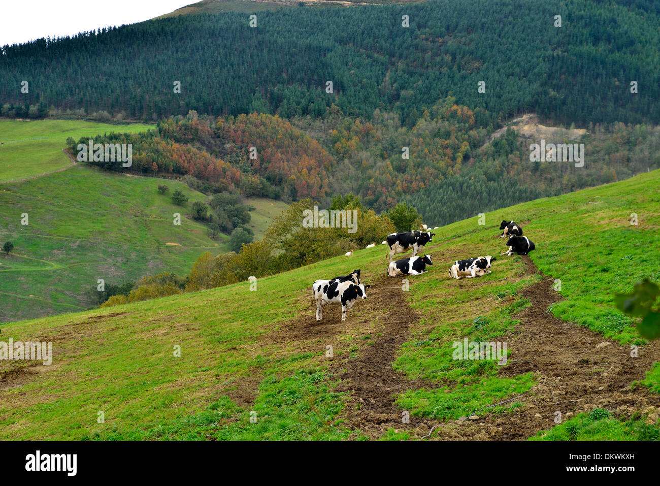 Milking cows in field, Carranza, Biscay, Basque Country, Spain, Europe ...