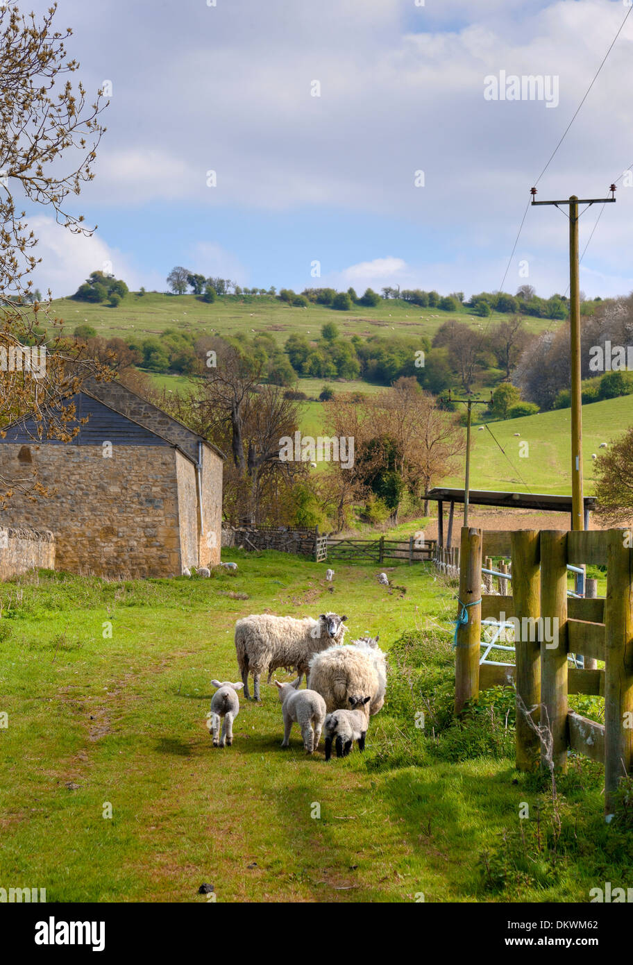 Farm scene showing sheep and lambs, Cotswolds, England. Stock Photo