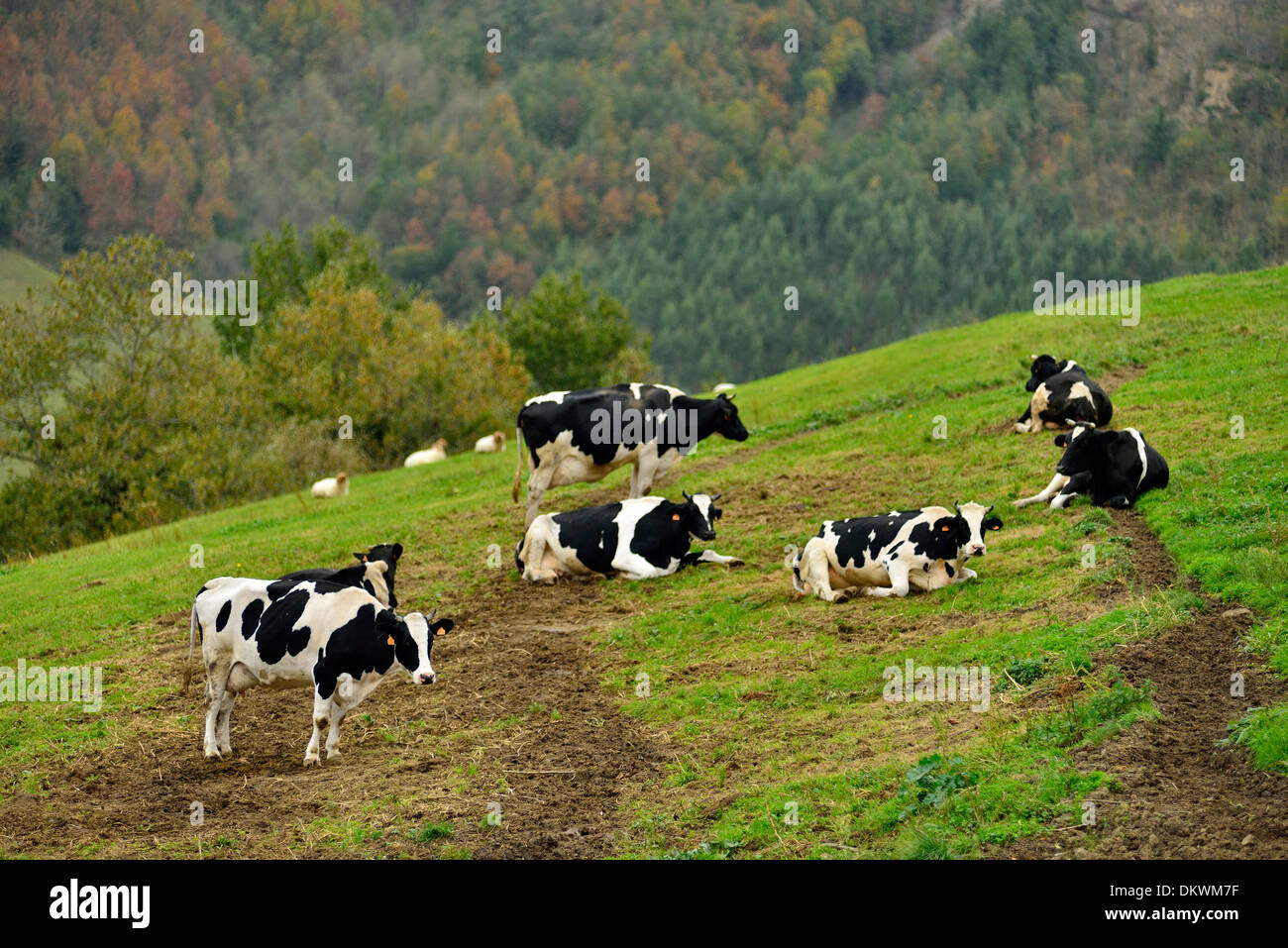 Milking cows in field, Carranza, Biscay, Basque Country, Spain, Europe Stock Photo