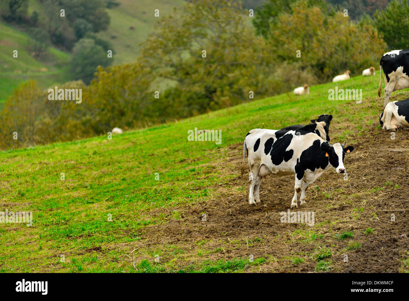 Herd Black White Friesian Milking Stock Photos & Herd Black White ...