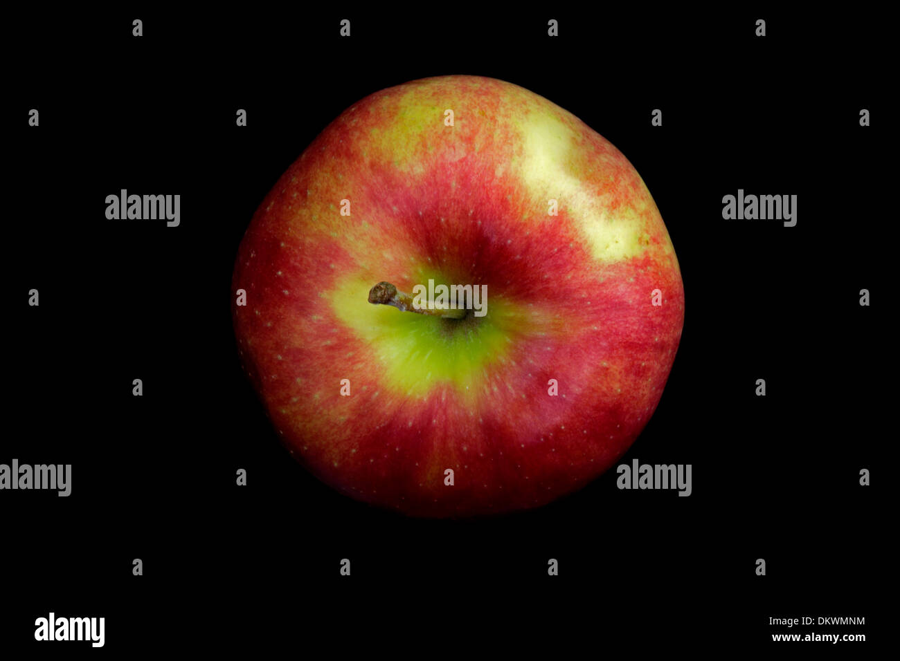 Jonagold apple, cross between Golden Delicious and Jonathan, developed