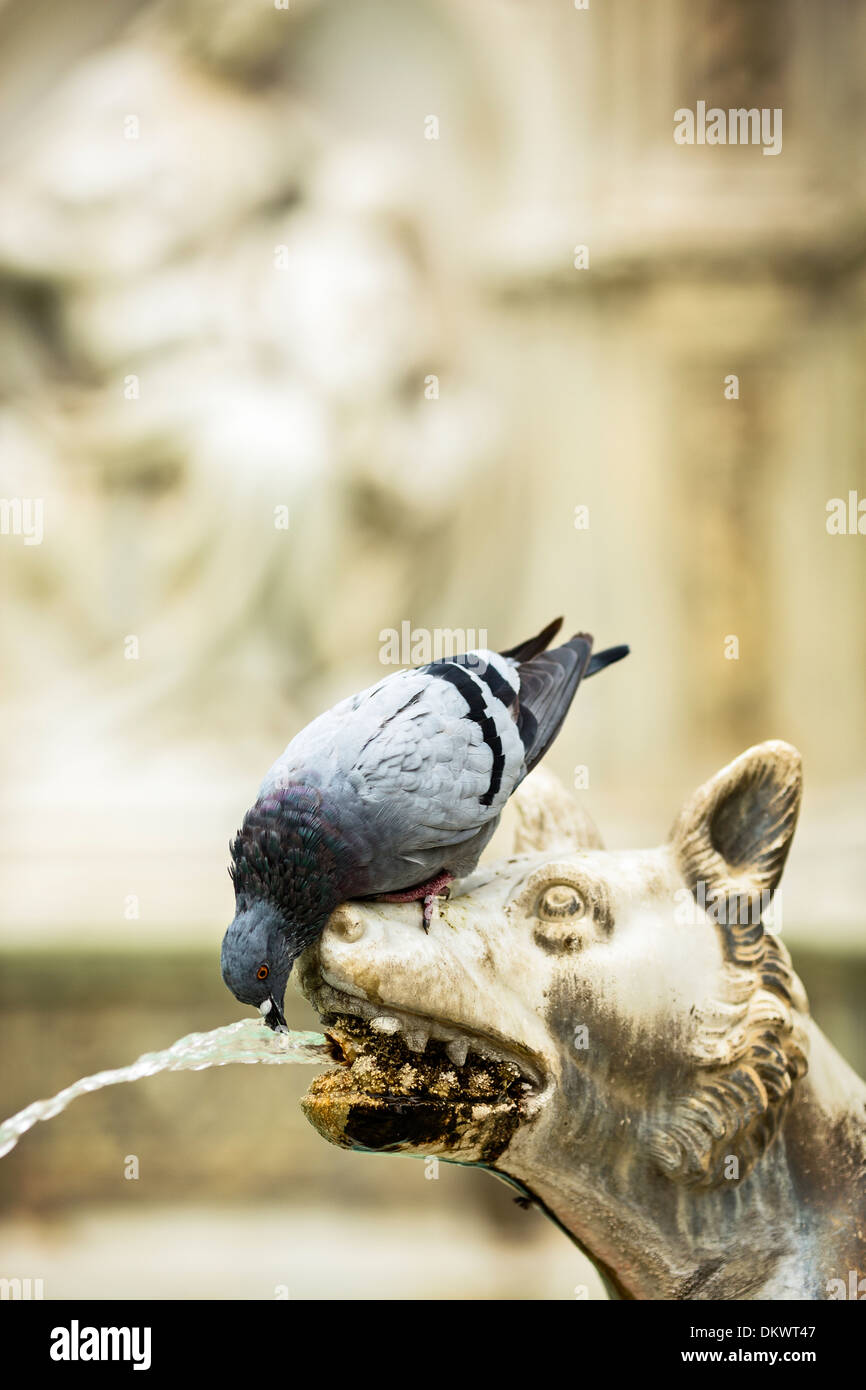 A pigeon drinks from the mouth of a wolf at the Fonte Gaia in the Piazza del Campo in Siena, Italy. Stock Photo
