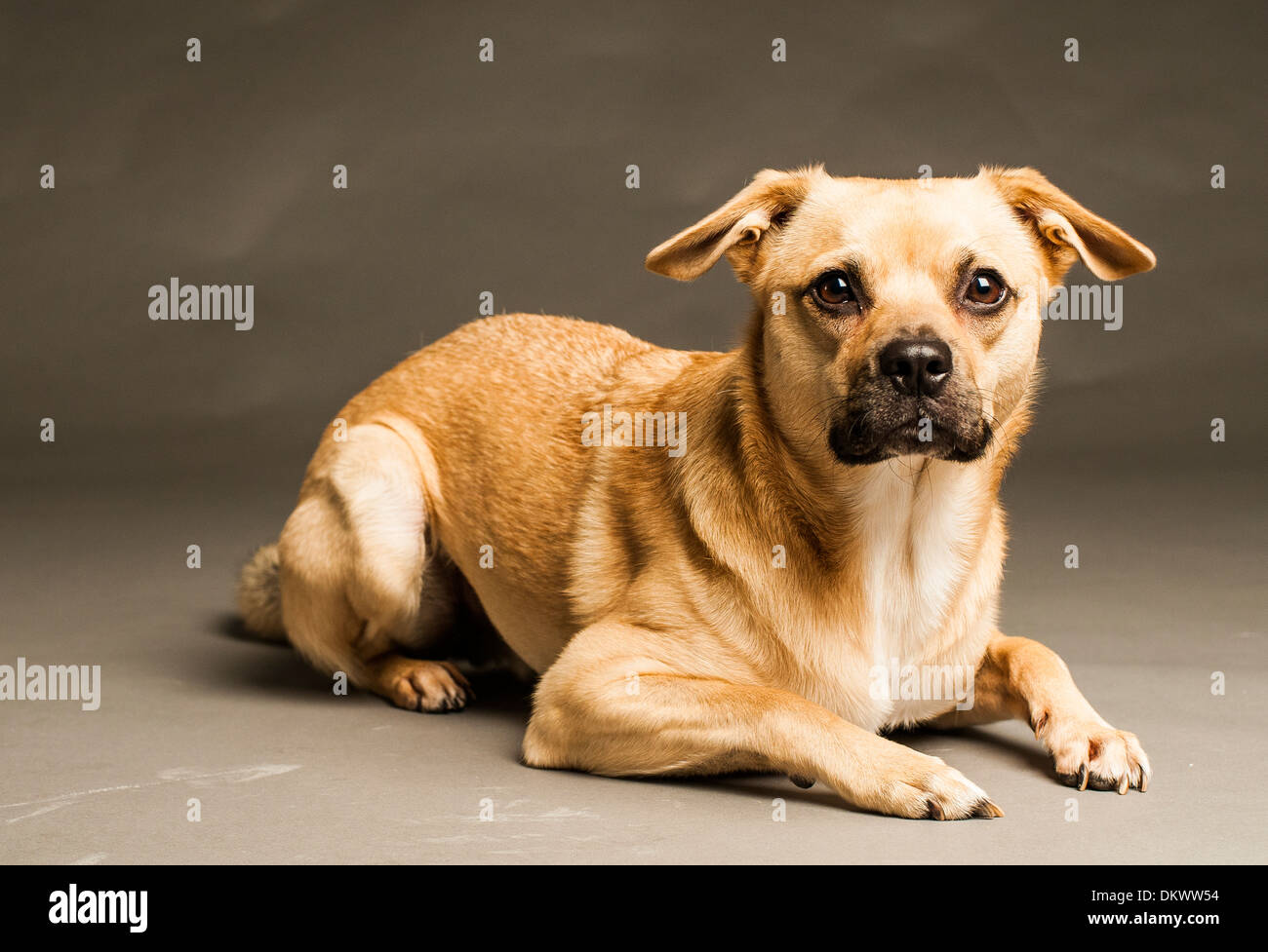 Dog portrait in a studio Stock Photo