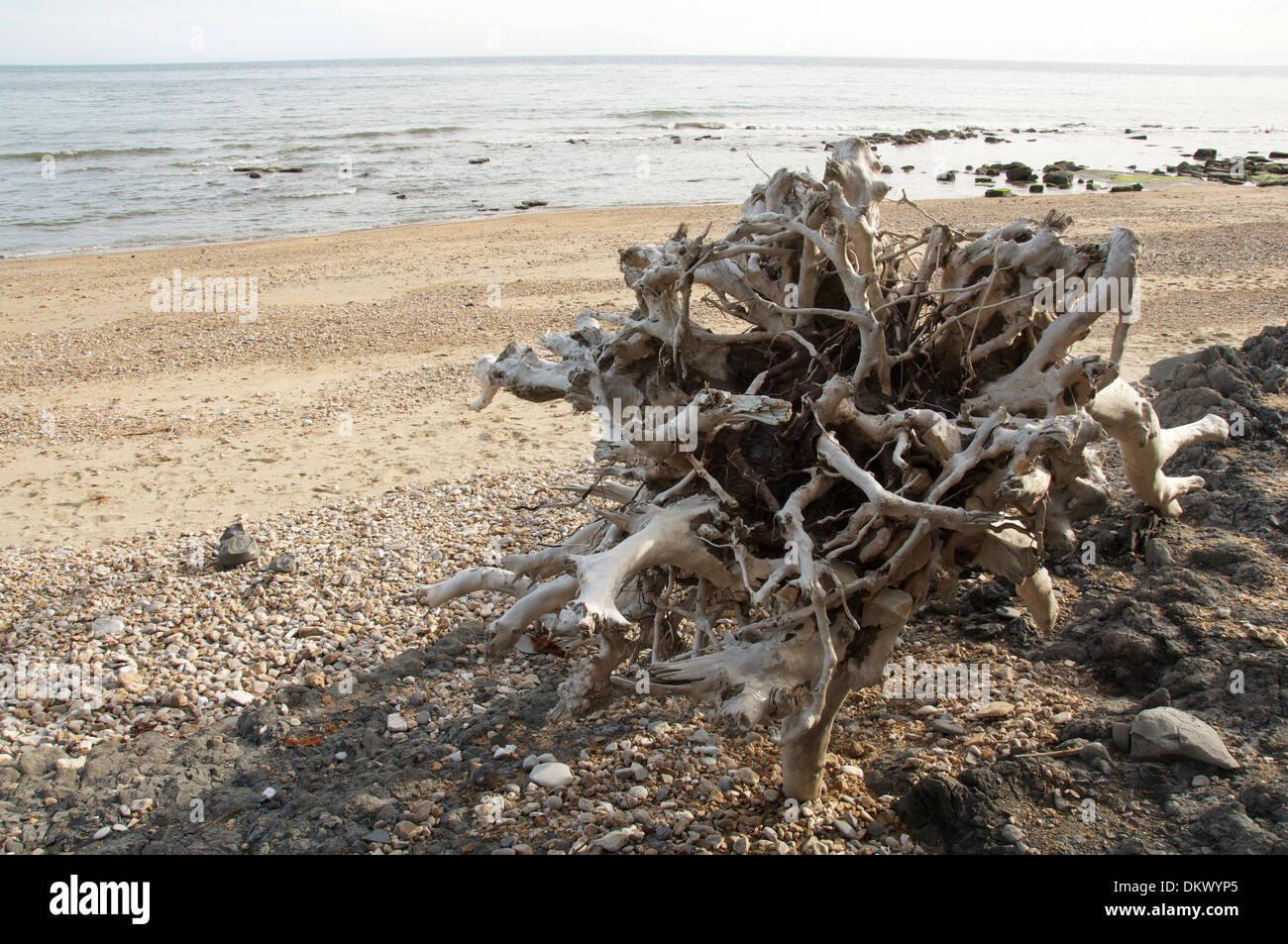 Driftwood. A clump of tree roots, debris from a landslide, washed up on the beach at Charmouth. The Jurassic Coast, Dorset. England, United Kingdom. Stock Photo
