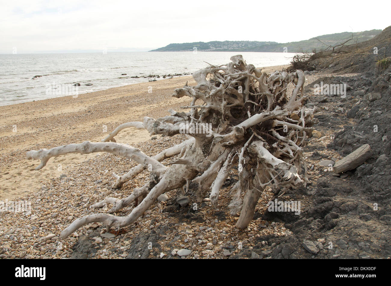 Driftwood. A clump of tree roots, debris from a landslide, washed up on the beach at Charmouth. The Jurassic Coast, Dorset. England, United Kingdom. Stock Photo