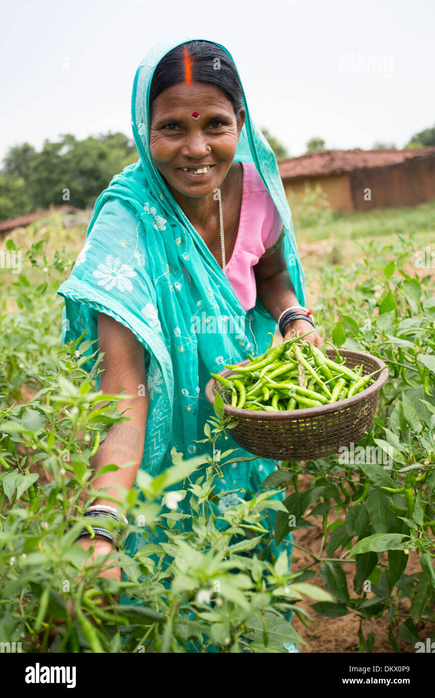 Pepper Plant India High Resolution Stock Photography and Images Alamy