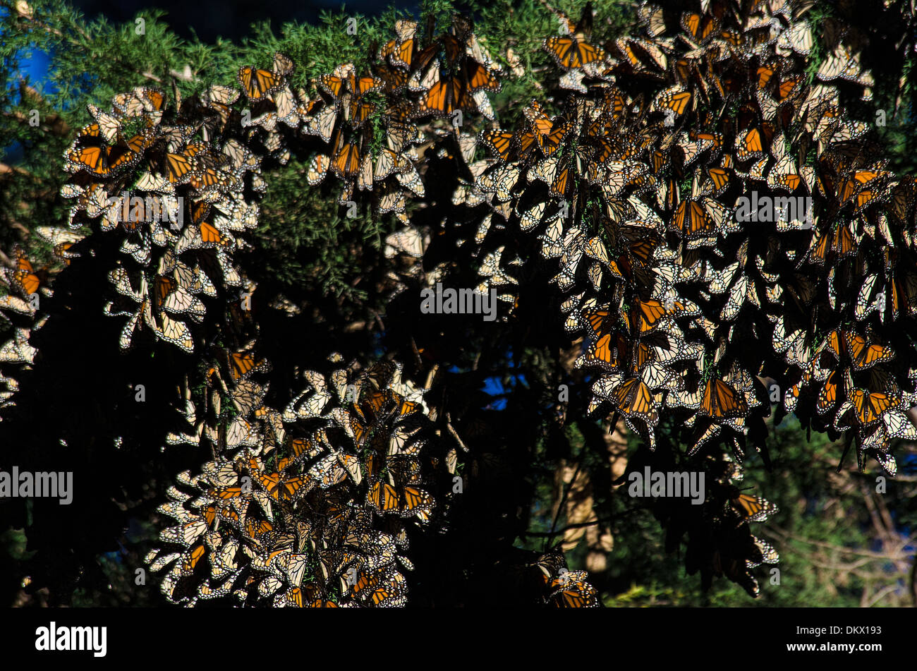 monarch, butterfly, insect, wintering area, Pismo beach, USA, United States, America, California, Stock Photo