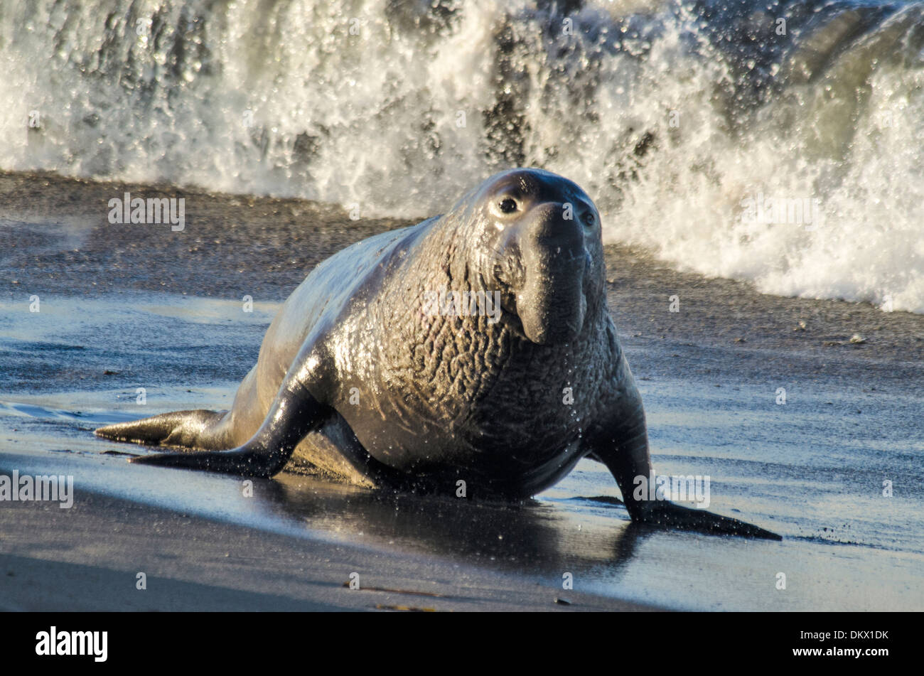 USA, United States, America, California, seal, animal, northern elephant seal, mirounga angustirostris Stock Photo