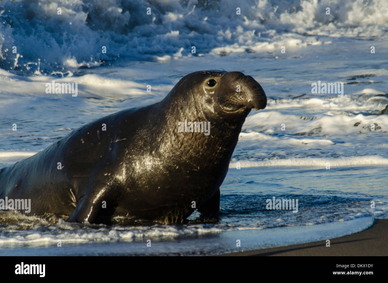 USA, United States, America, California, seal, animal, northern elephant seal, mirounga angustirostris Stock Photo