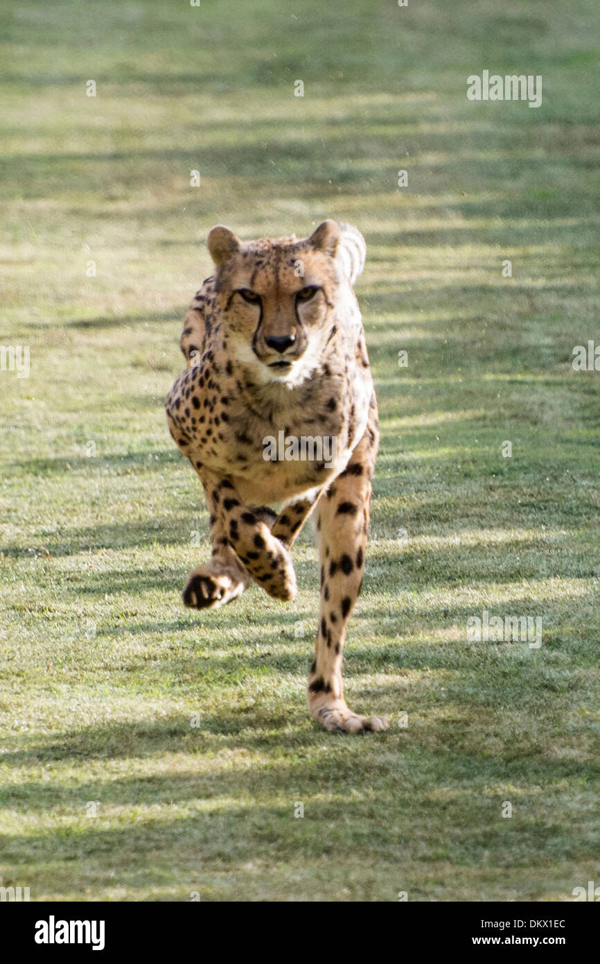Gepard Running Hi res Stock Photography And Images Alamy gepard-running-hi-res-stock-photography-and-images-alamy