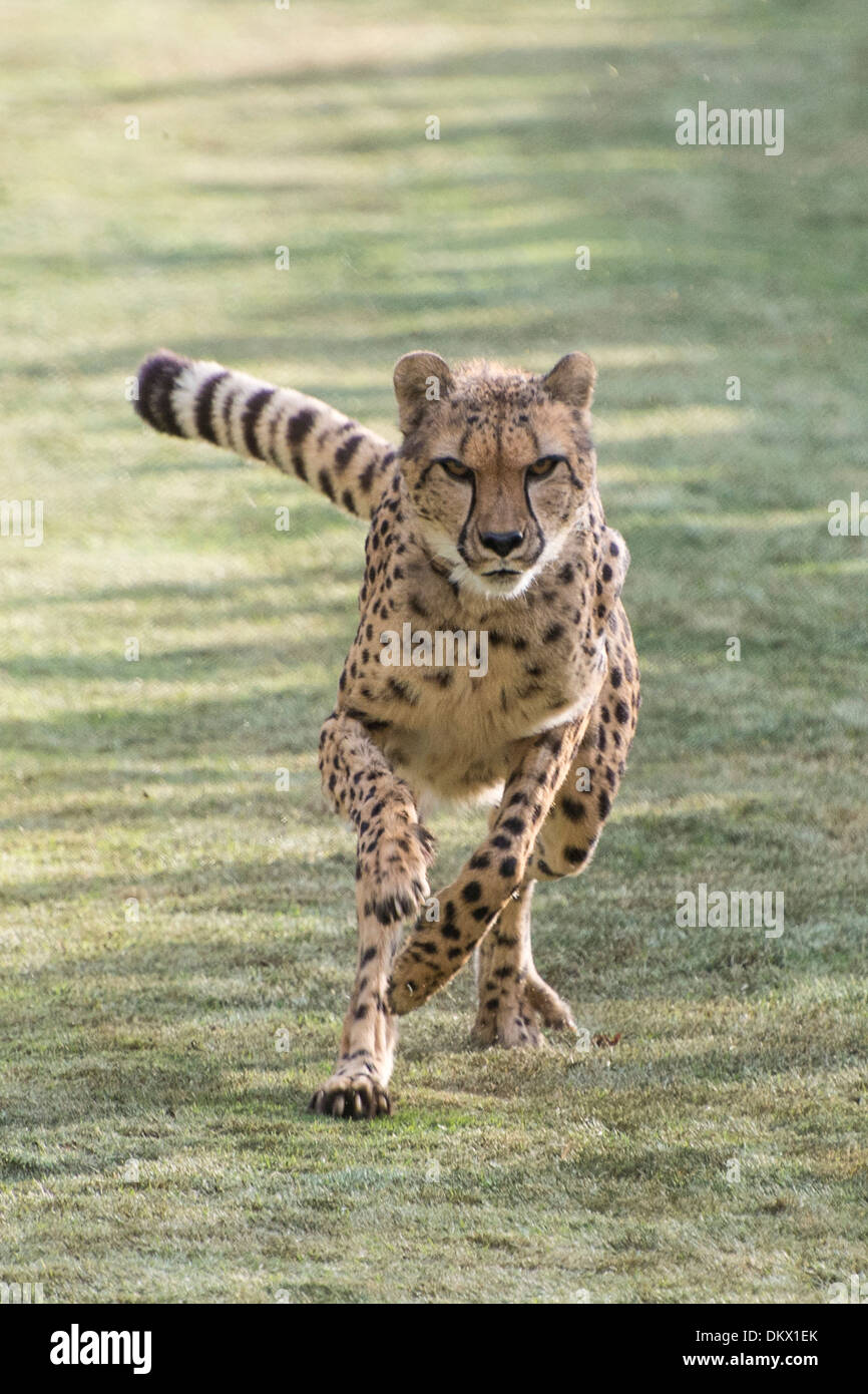 animal, cheetah, acinonyx jubatus, running, fast Stock Photo Alamy