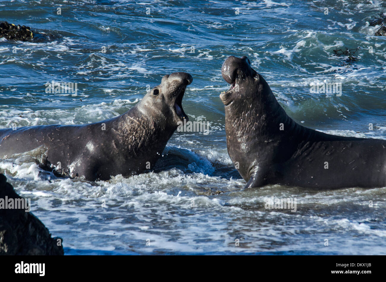 USA, United States, America, California, seal, animal, northern elephant seal, mirounga angustirostris, two Stock Photo