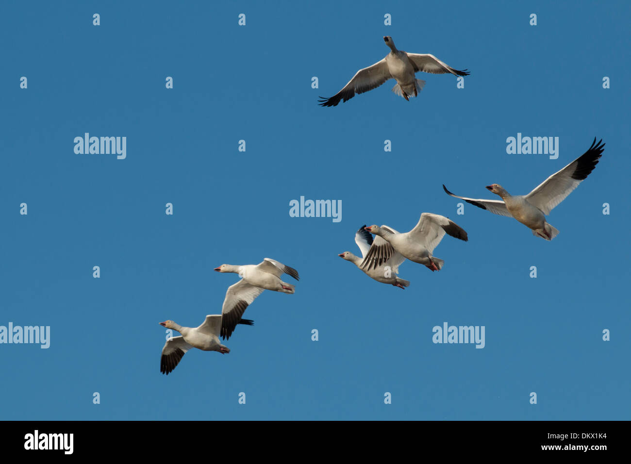 A group of snow geese in flight - Chen caerulescens Stock Photo