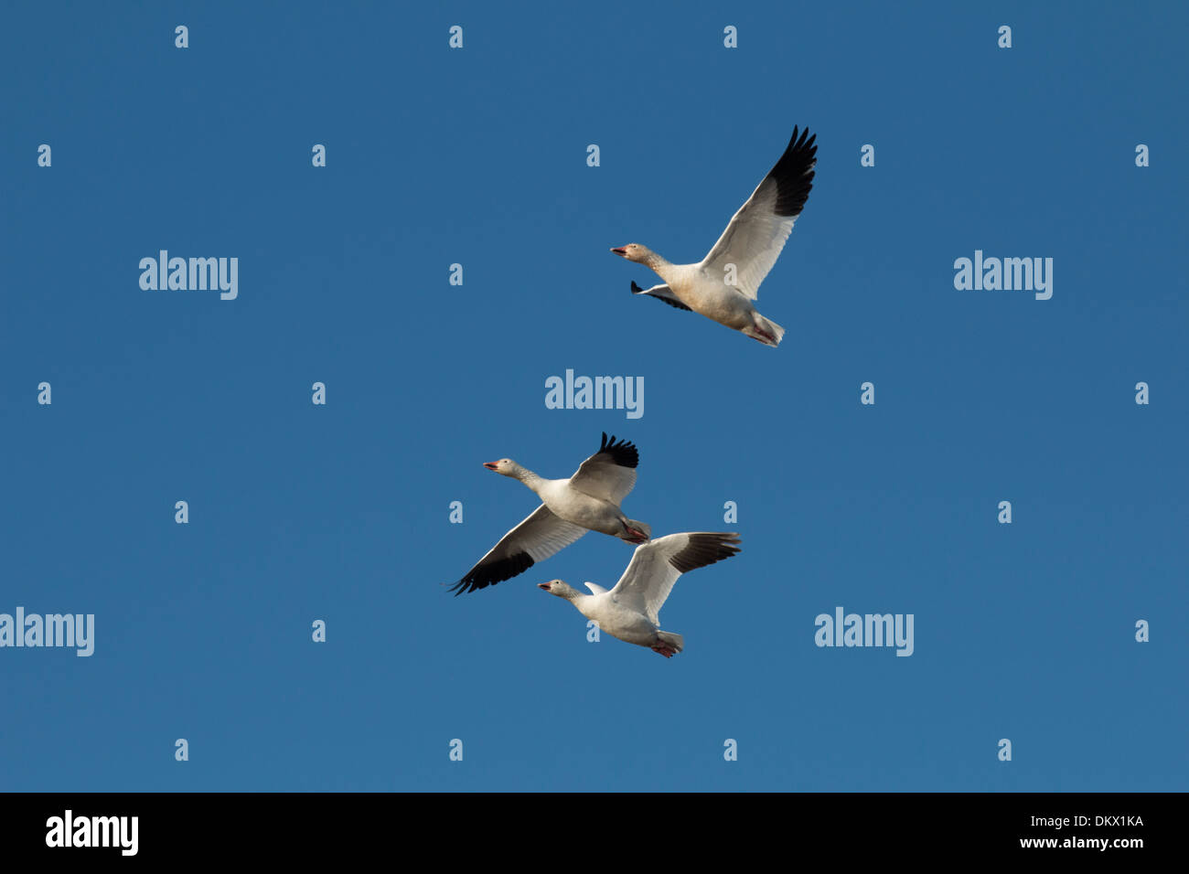 Three snow geese in flight - Chen caerulescens Stock Photo