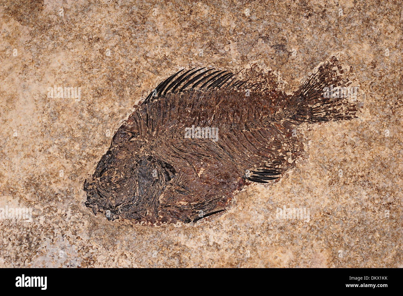 Fossil fish Cockerellites liops, Eocene Age, freshwater fish Stock Photo