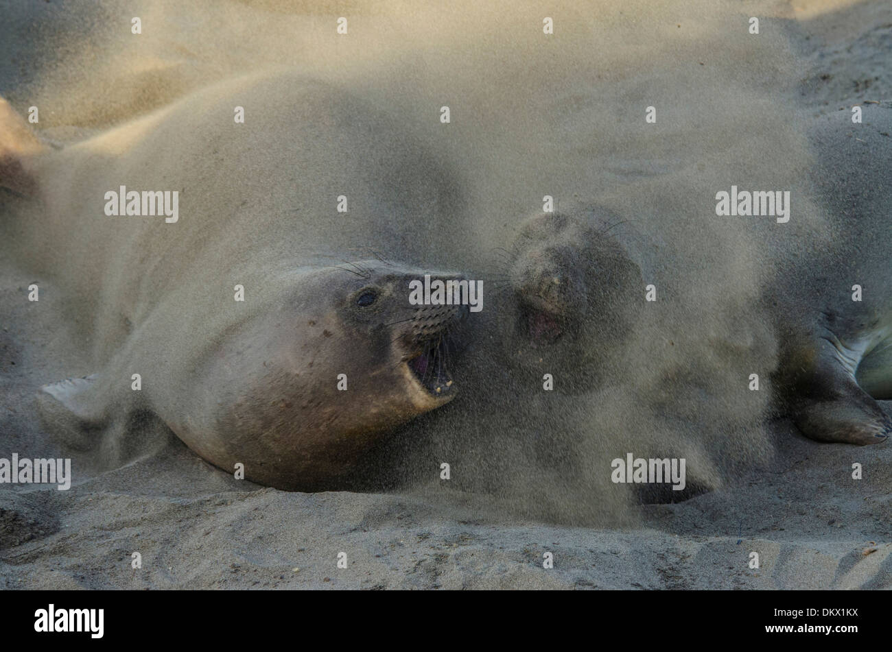 USA, United States, America, California, seal, animal, northern elephant seal, mirounga angustirostris Stock Photo