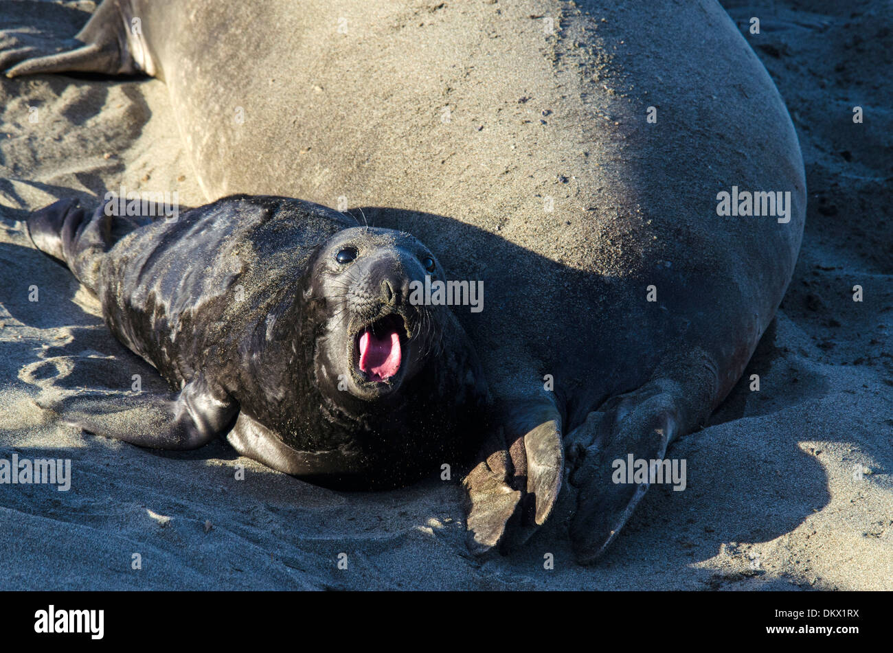 USA, United States, America, California, seal, animal, northern elephant seal, mirounga angustirostris, young Stock Photo