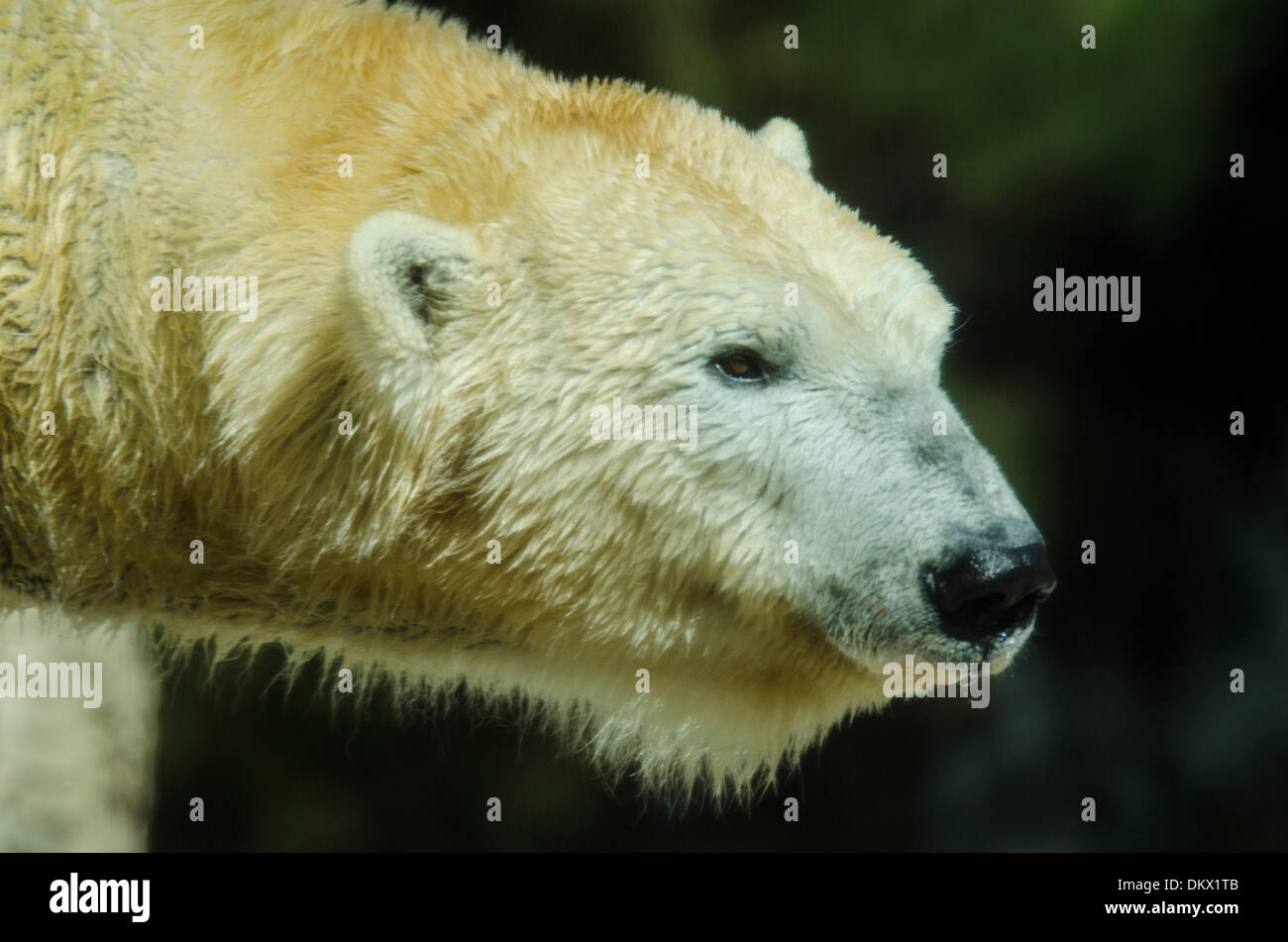 polar bear, animal, head, white, ursus maritimus Stock Photo