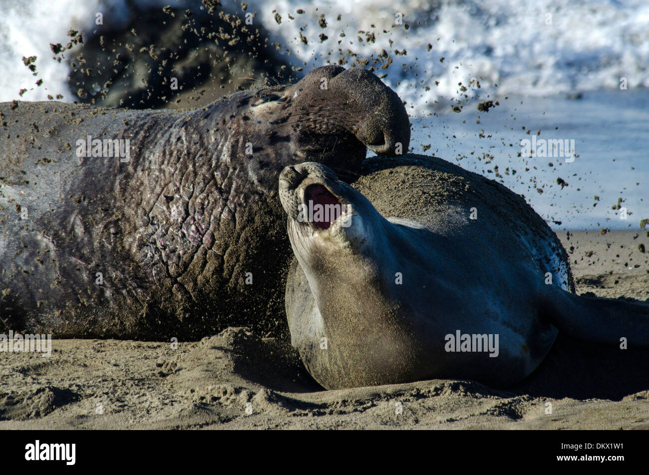 USA, United States, America, California, seal, animal, northern elephant seal, mirounga angustirostris, two Stock Photo