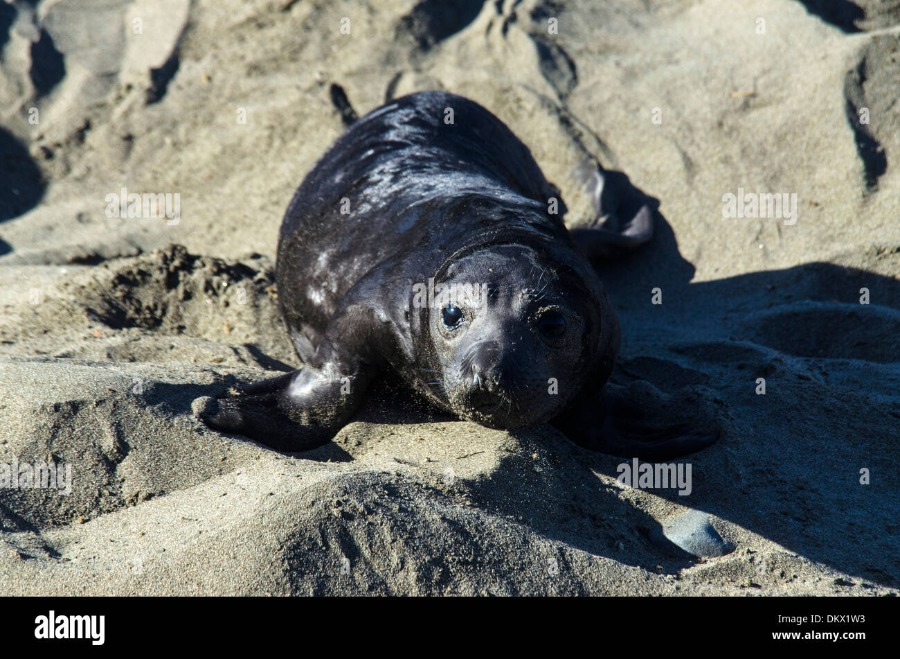 USA, United States, America, California, seal, animal, northern elephant seal, mirounga angustirostris, young Stock Photo