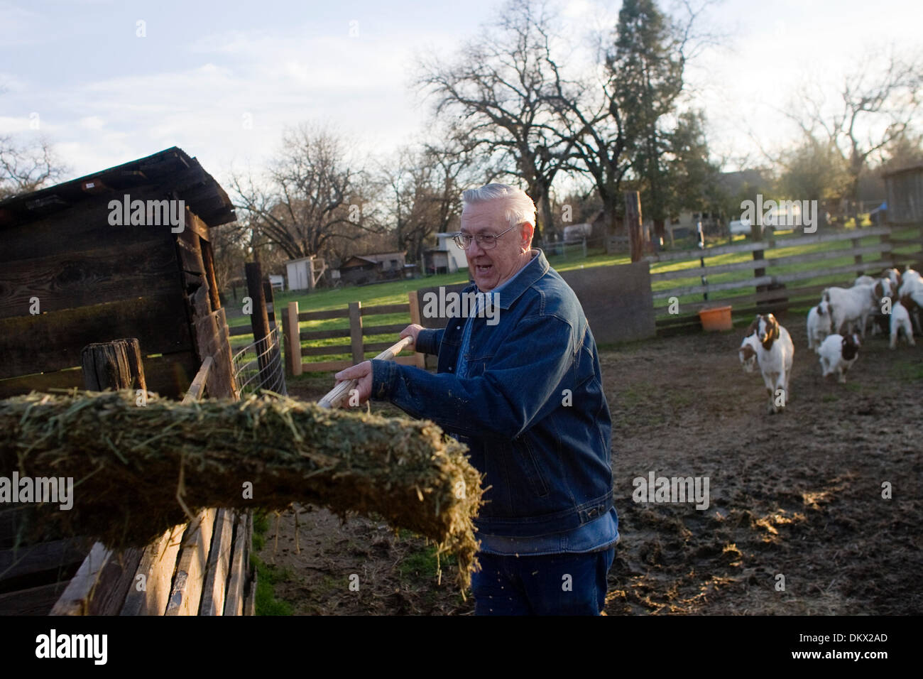 Jan. 27, 2010 - Redding, California, USA - Robert Leighton, owner of the Leighton's Salmon Creek Farm, feeds his goats Wednesday at his home in Palo Cedro. Leighton is part of the Country Farm Trail Association, a group of agricultural water users in the Bella Vista Water District. Who are putting out a map, where people can go to get fresh food. ''I couldn't do without them,'' sai Stock Photo