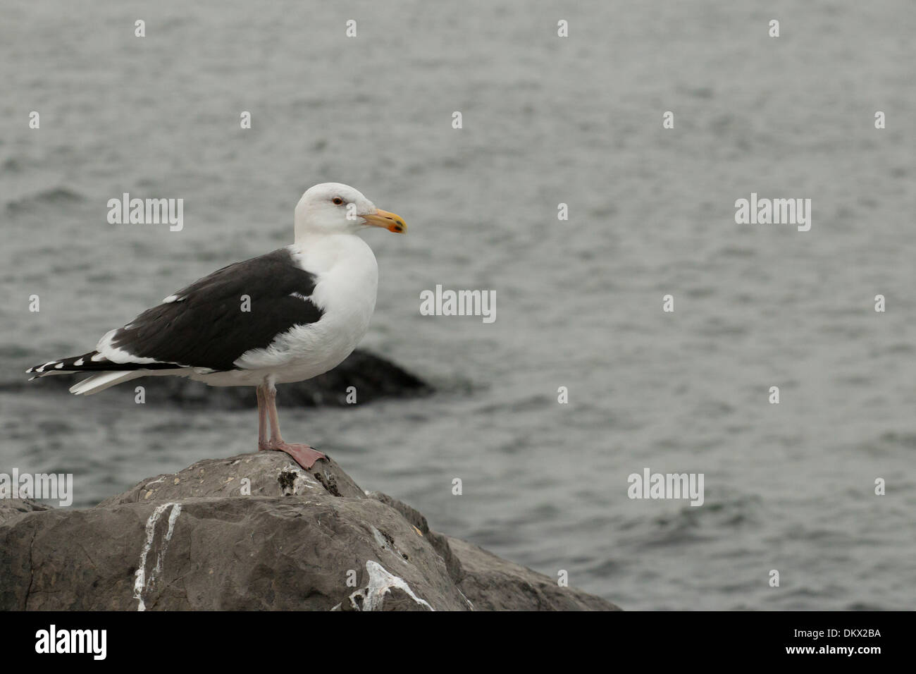 Greater black-backed gull standing on a rock - Larus marinus Stock Photo
