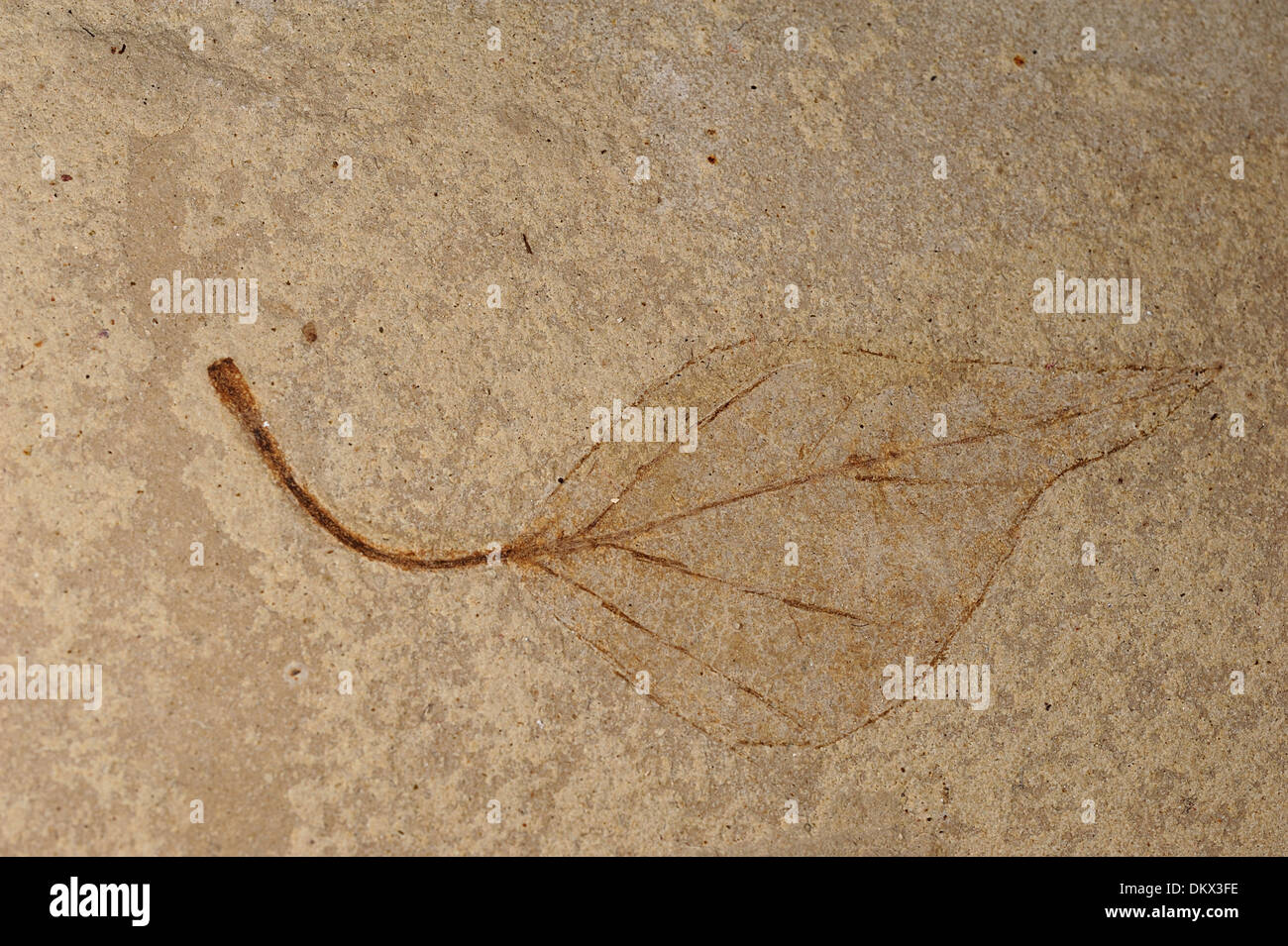 Fossil leaf of Populus wilmattae, Cenozoic Age, Eocen, Parachute Creek, Green River Formation, Eastern Uinta Basin, Utah, USA R Stock Photo