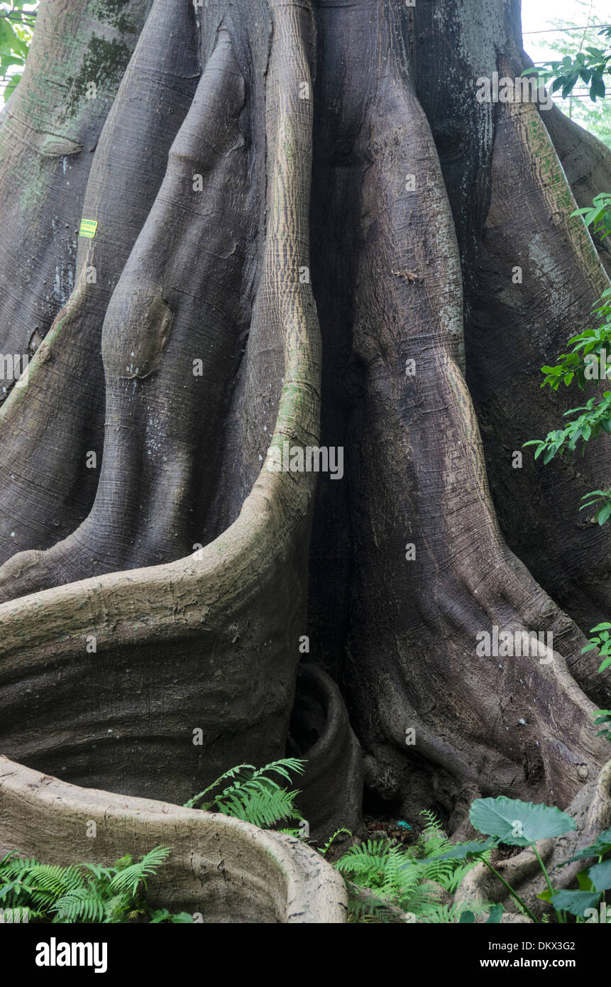 fig tree, Ocho Rios, Jamaica, tree, trunk, structure Stock Photo Alamy
