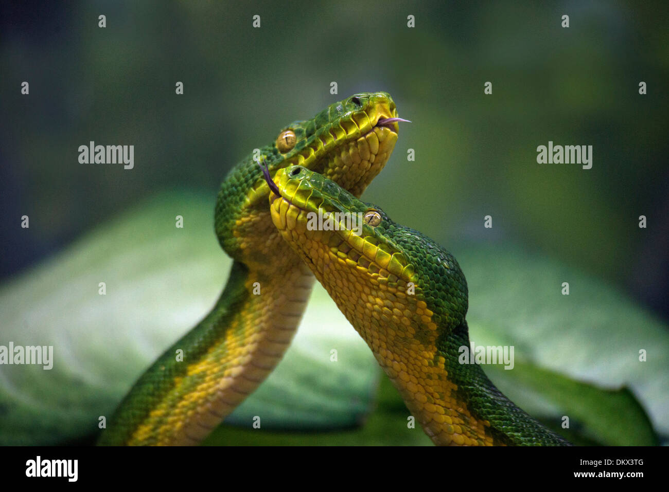 emerald tree boa, boa, corallus caninus, snake, reptile, animal, green, two, Stock Photo