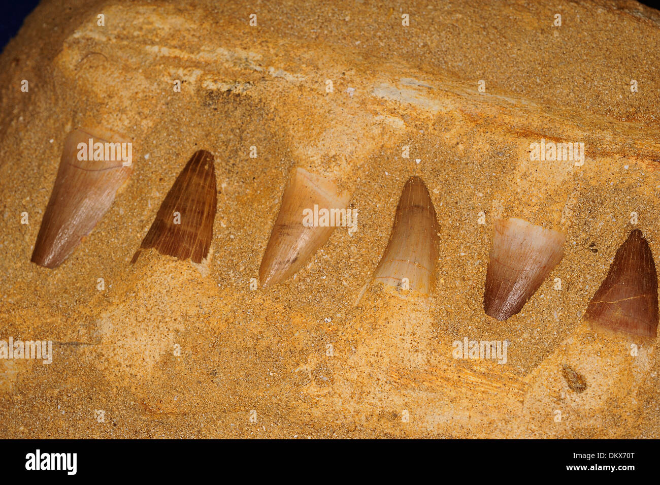 Permian fossils hires stock photography and images Alamy