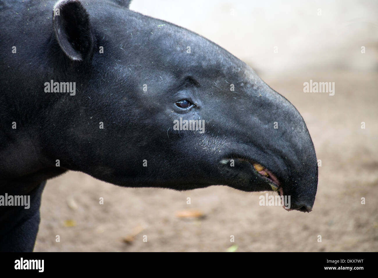 malayan tapir, tapirus indicus, tapir, head, portrait, animal Stock Photo -  Alamy