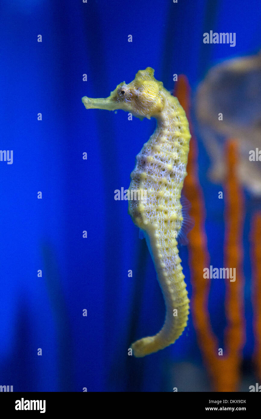 Dwarf seahorse hi-res stock photography and images - Alamy