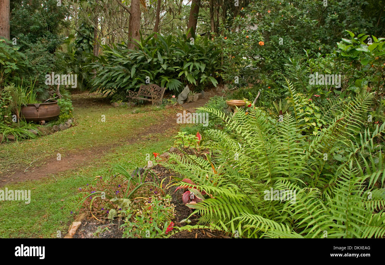 Sub-tropical garden among forest with lush foliage of ferns, ginger,  shrubs and water feature in Queensland Australia Stock Photo