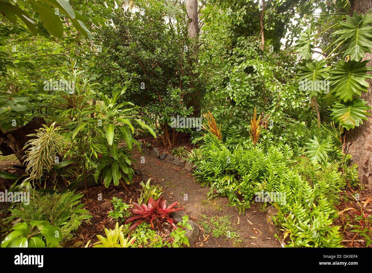 Bromeliads rainforest hi-res stock photography and images - Alamy