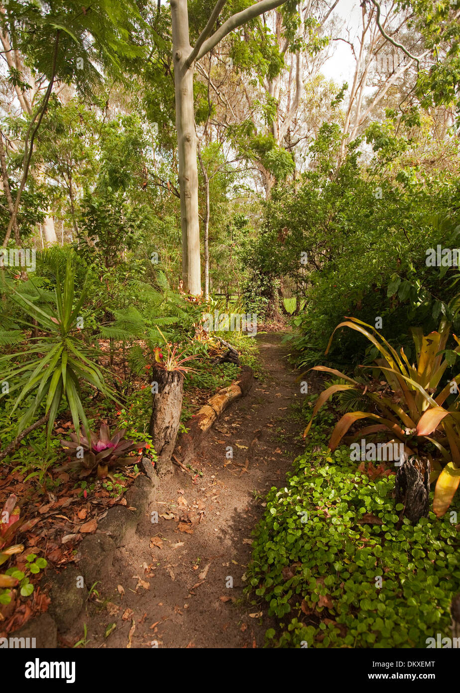 Pathway through trees and shrubs in sub-tropical bushland garden with bromeliads and cordylines in Queensland Australia Stock Photo