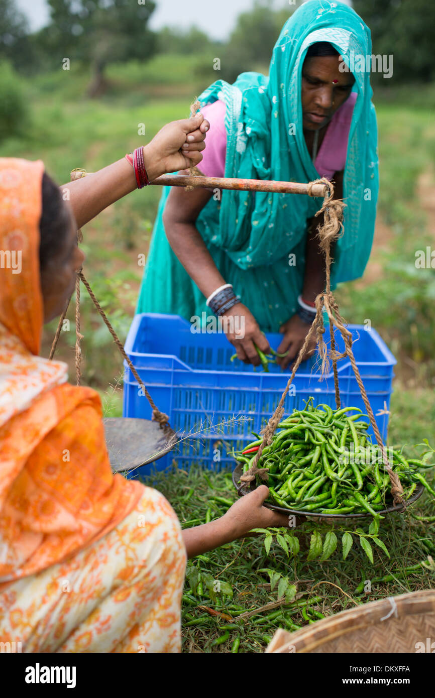 Woman farmers weigh a chili harviest in Bihar State, India. Stock Photo