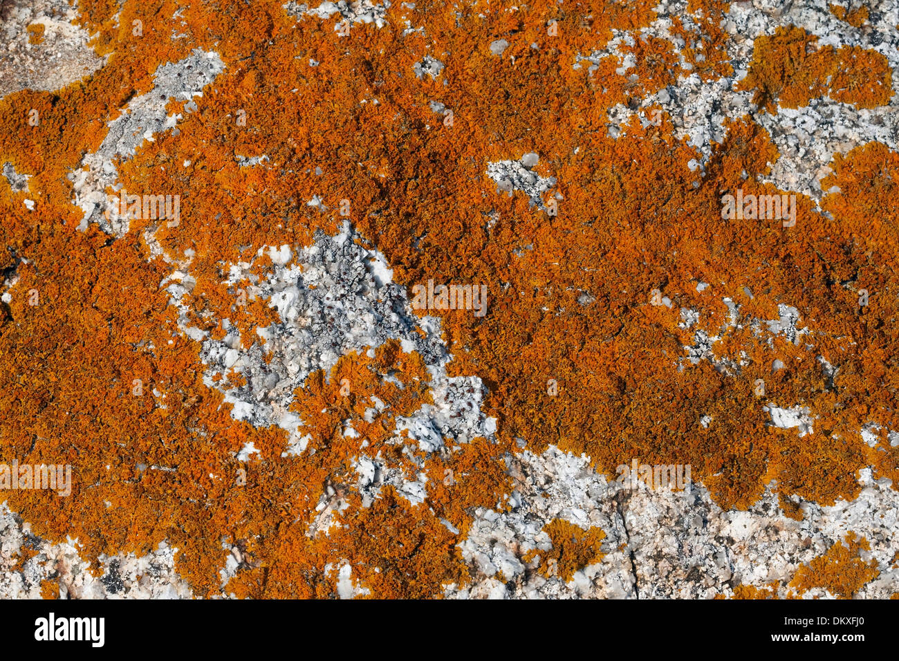 Bright orange Lichen living on granite, Maine Stock Photo
