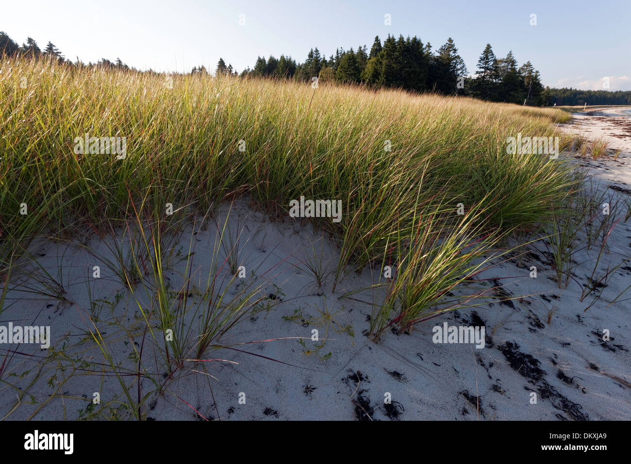 Beach Grass, Roque Island Archipelago, Down East, Maine Stock Photo