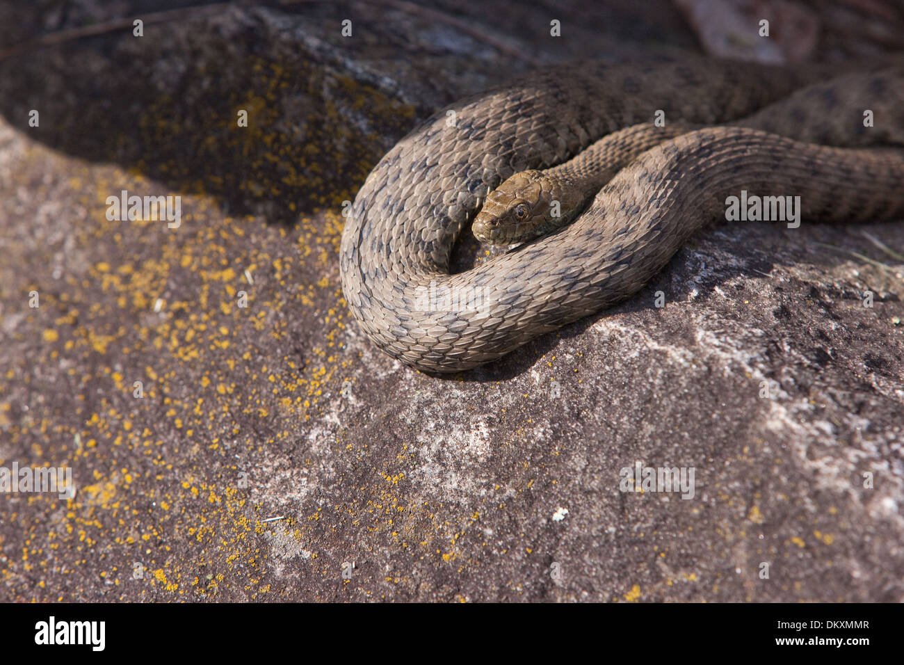 Switzerland, Europe, animals, animal, spring, asp viper, snake, reptiles, toxic, stone, animal, Stock Photo