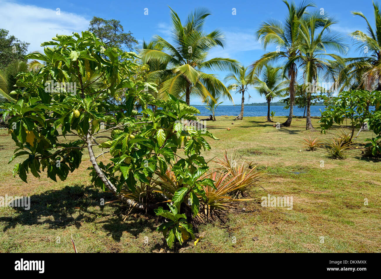 Noni tree hi-res stock photography and images - Alamy