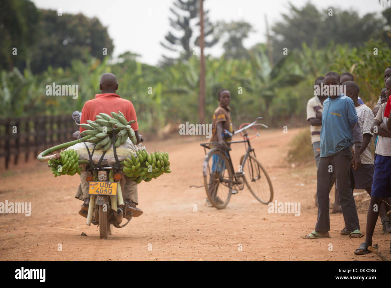 Bananas on the back of a motorcycle near Kampala, Uganda. Stock Photo