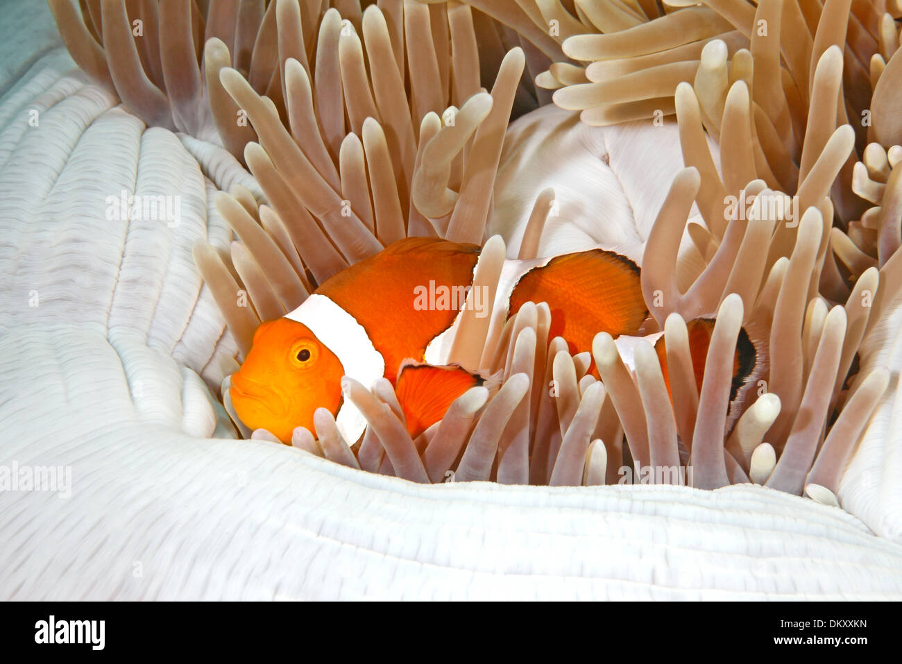 Clown Anemonefish, Amphiprion ocellaris, sheltering among the tentacles of its anemone home Stock Photo