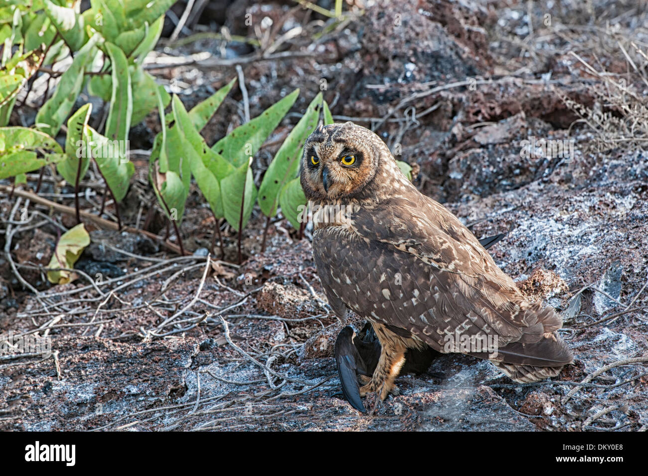 Galapagos Short-eared Owl (Asio flammeus galapagoensis), Genovesa Island, Galapagos, Ecuador Stock Photo