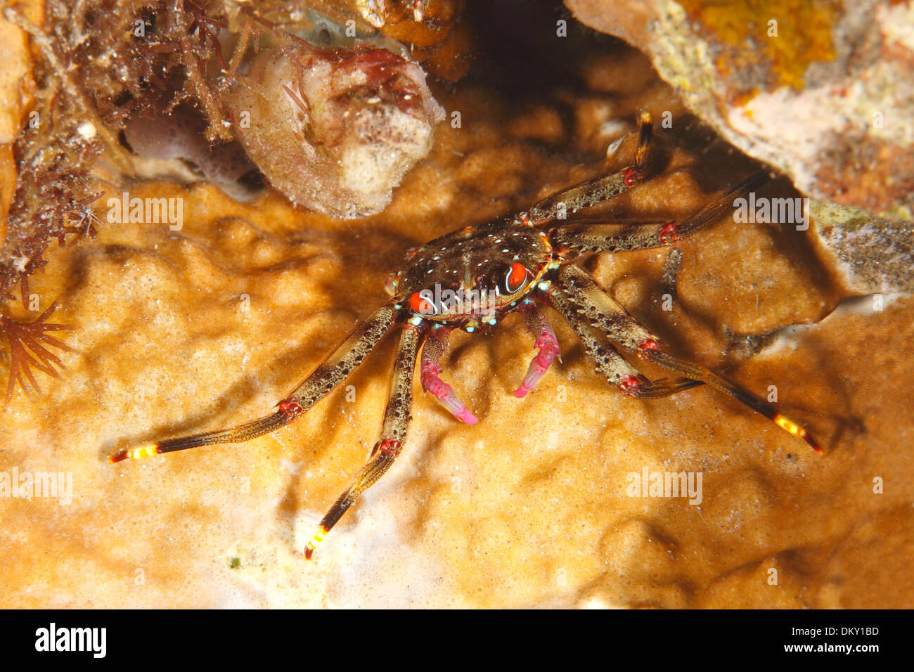 Flat Rock Crab, Percnon guinotae, previously described as  Percnon planissimum. Tulamben, Bali, Indonesia. Bali Sea, Indian Ocean Stock Photo