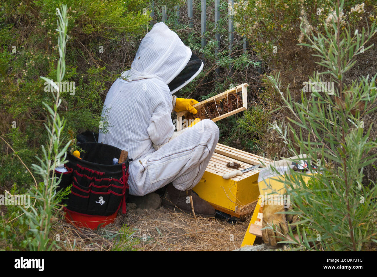 Urban beekeeper removing feral bee hive from bushes near Ballona Creek. Los Angeles, California, USA Stock Photo