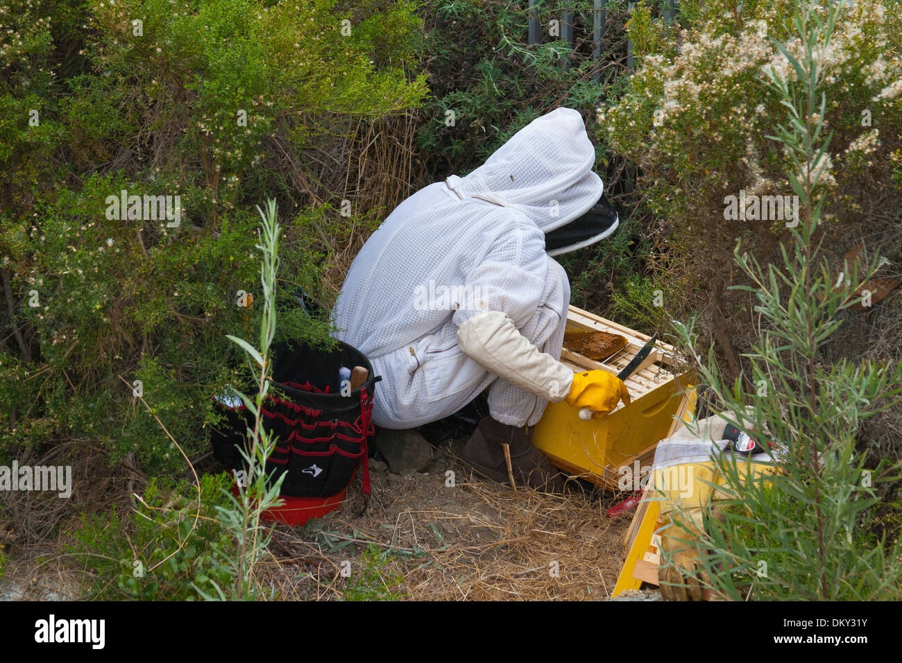 Urban beekeeper removing feral bee hive from bushes near Ballona Creek. Los Angeles, California, USA Stock Photo